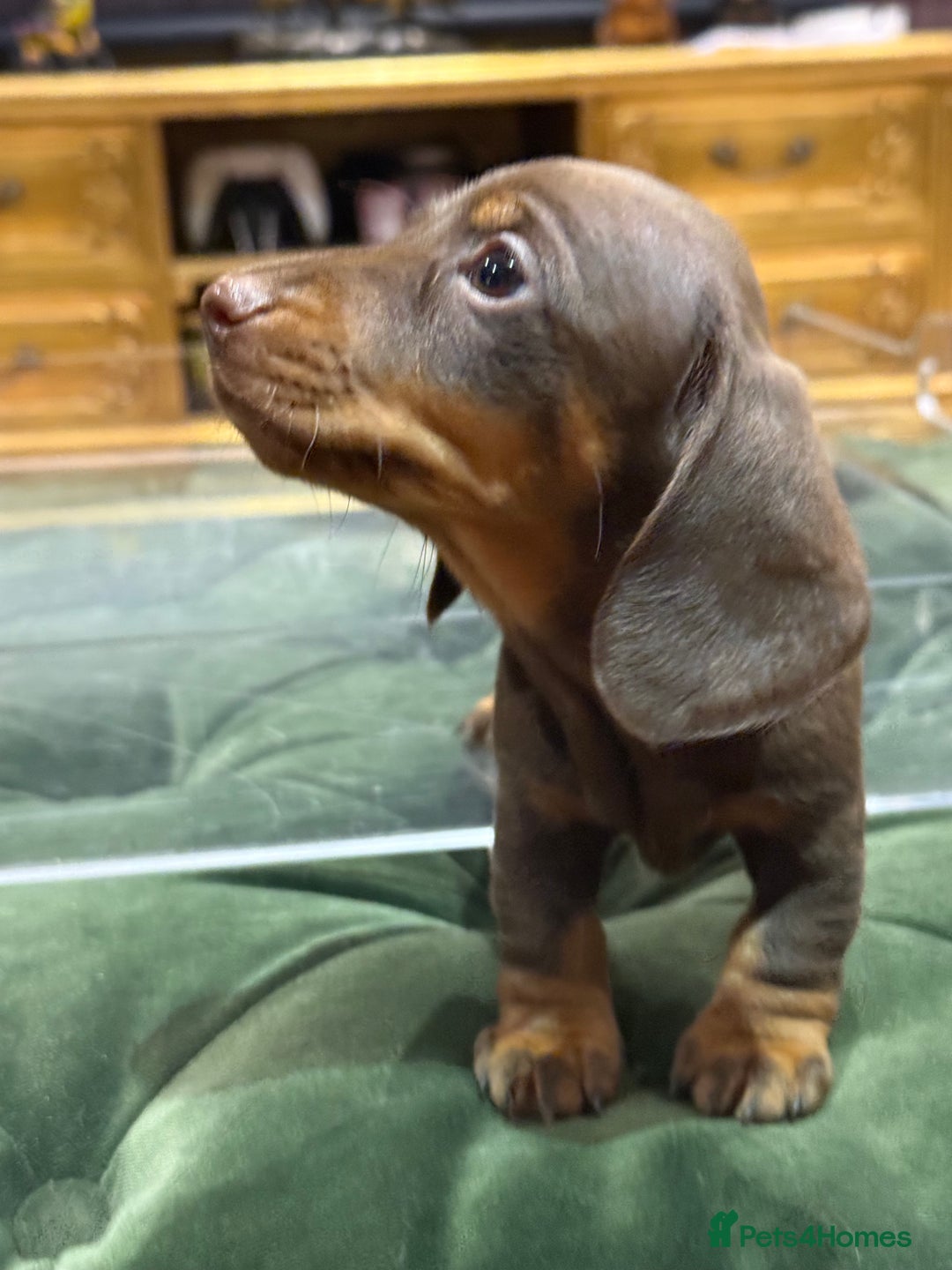 Miniature Dachshund dogs for sale: Three superb girls available NOW - Image 6