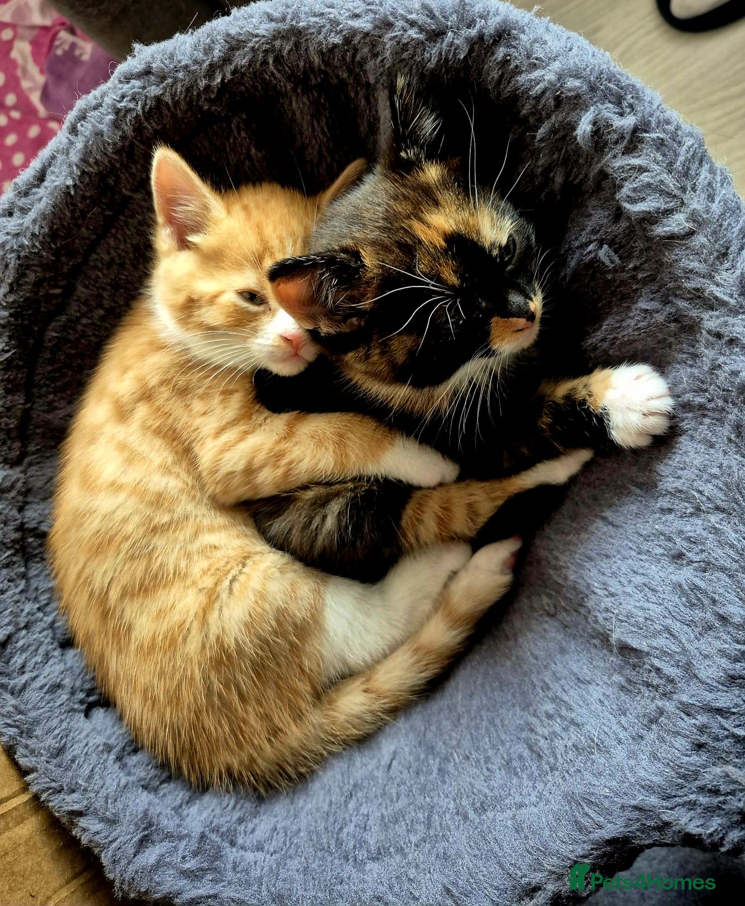 European cats Cute lovely BOY and GIRL kitten for sale  - Advert 1