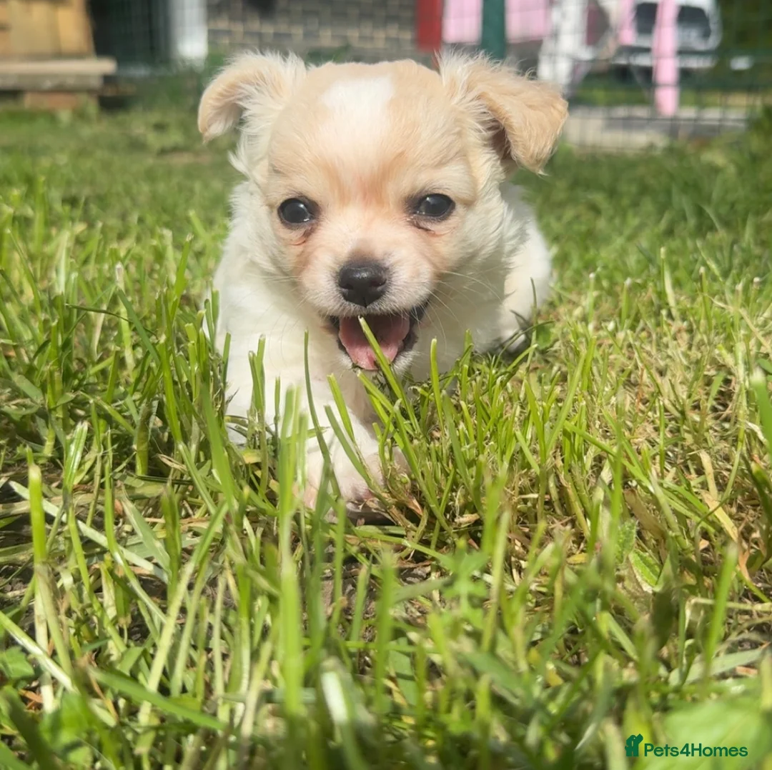 Chihuahua dogs for sale: ready to leave Stunning white fluffy chihuahua boy - Advert 1