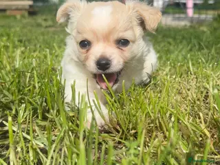 Chihuahua dogs Stunning white fluffy chihuahua boy - Advert 19