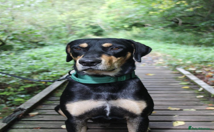 Mixed Breed dogs - Advert 2