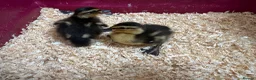 Ducks poultry for sale: Mallard Ducklings - Advert 2