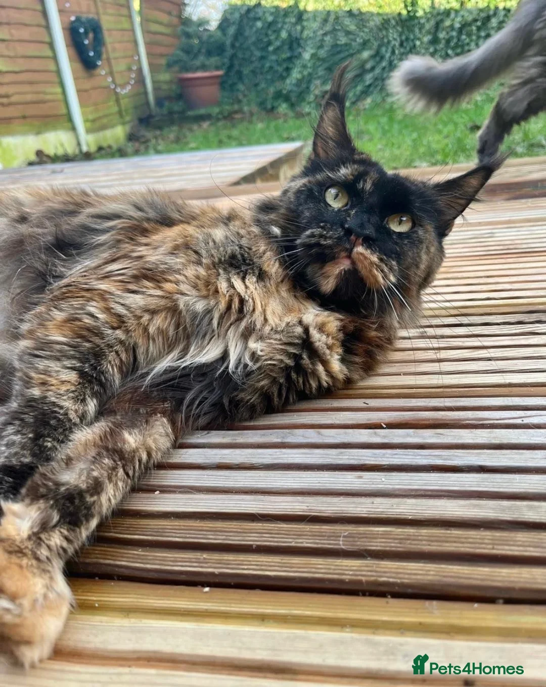 Maine Coon cats for sale: Maine coon female retired  - Advert 2