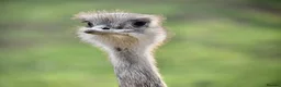 Emus poultry for sale: Baby rheas - Advert 1