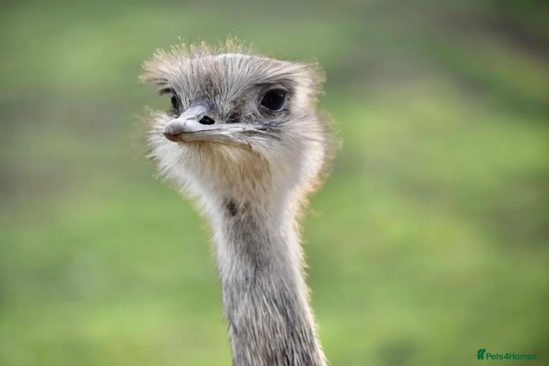 Emus poultry for sale: Baby rheas - Advert 1