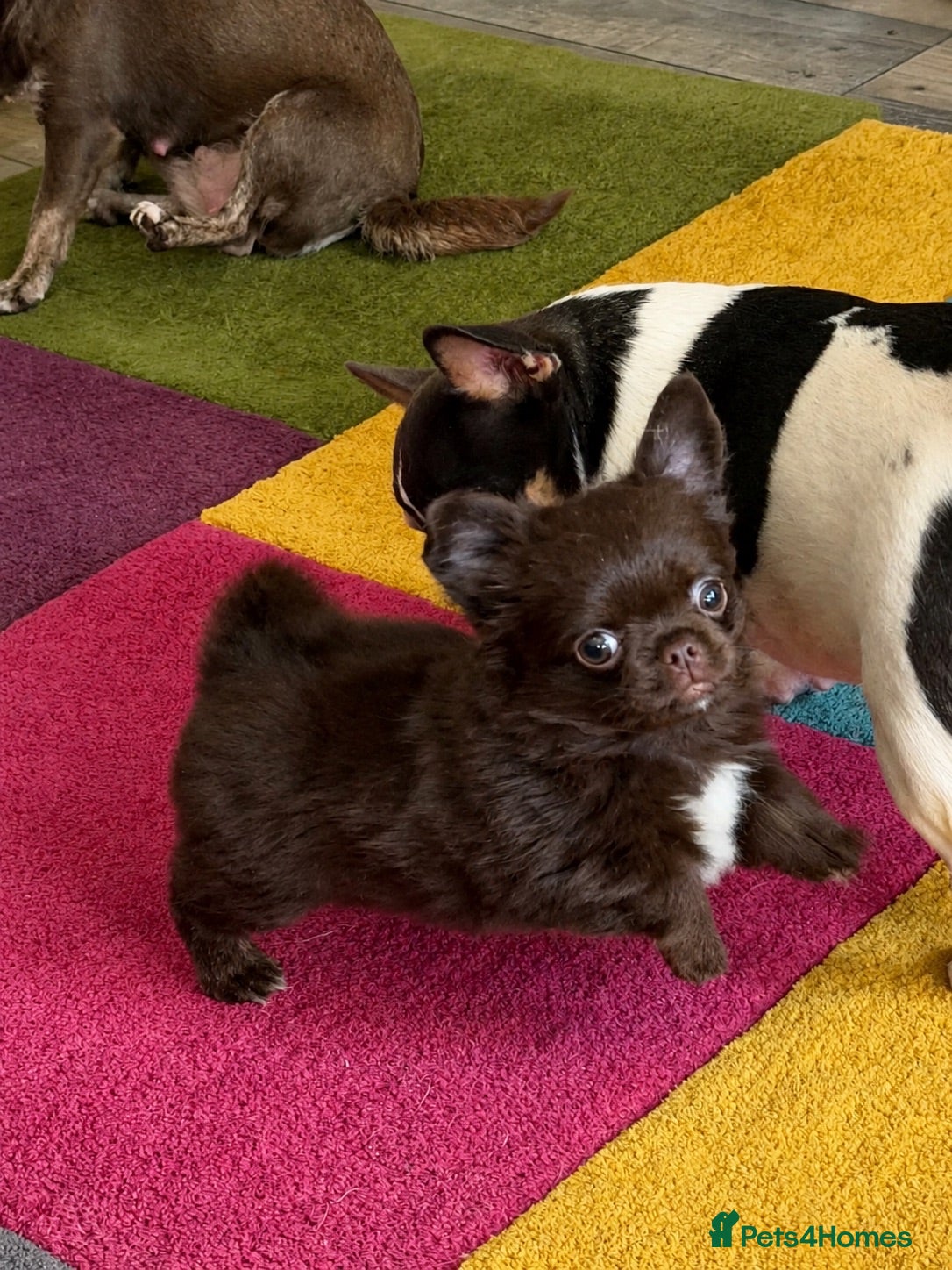 Chihuahua dogs Beautiful chocolate long-coat boy 🍎  - Advert 1