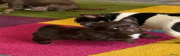 Chihuahua dogs for sale: Beautiful chocolate long-coat boy 🍎  - Advert 3
