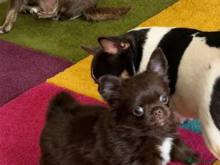 Chihuahua dogs Beautiful chocolate long-coat boy 🍎 - Advert 1