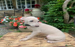 Italian Greyhound dogs for sale: Italian greyhound puppies KC reg European Lineage in Leeds - Image 34