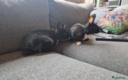 Mixed Breed rabbits for sale: Adorably cute baby bunnies-2 boys 1 girl available - Image 12