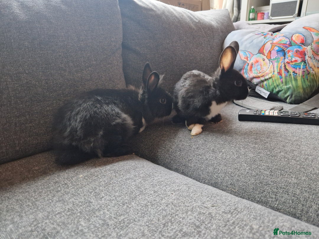 Mixed Breed rabbits for sale: Adorably cute baby bunnies-2 boys 1 girl available - Image 12