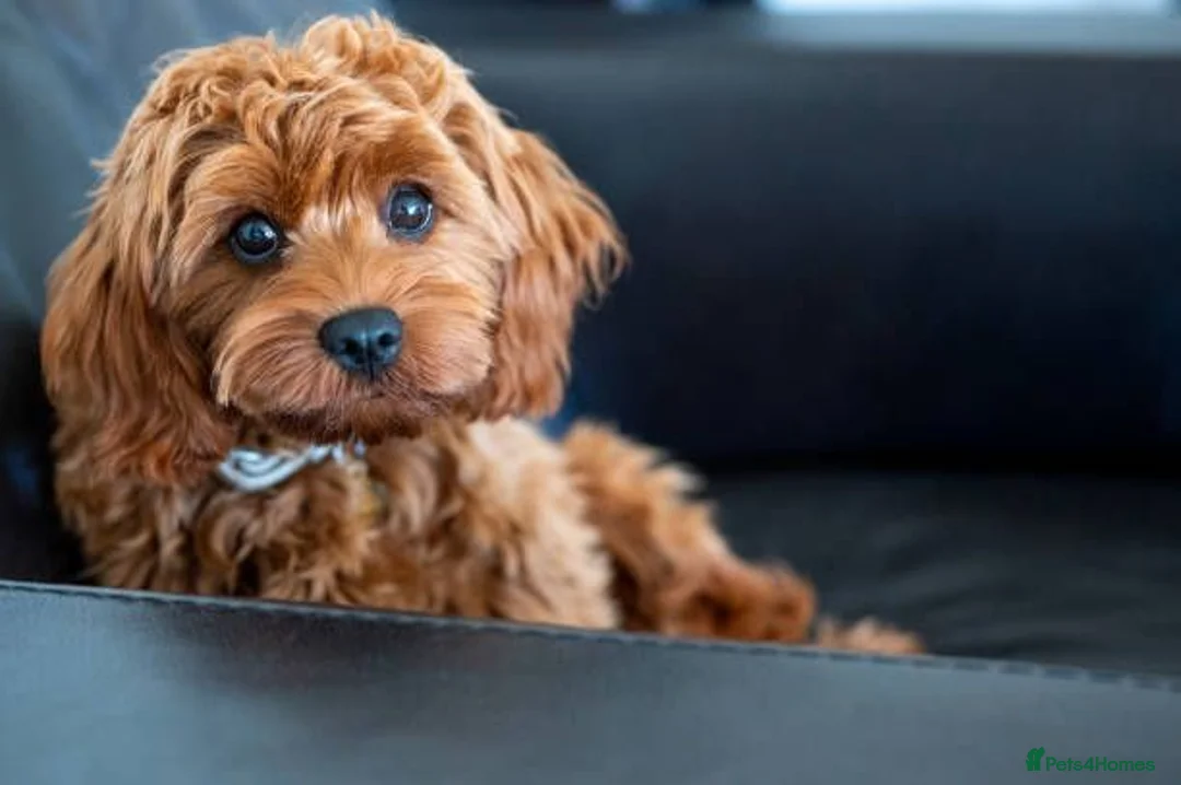 Cavapoo dogs for sale: Cavapoo in Harrow - Advert 1