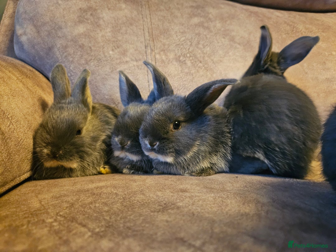 Mixed Breed rabbits for sale: 8 week old grey blue otter netherland dwarf x - Advert 9