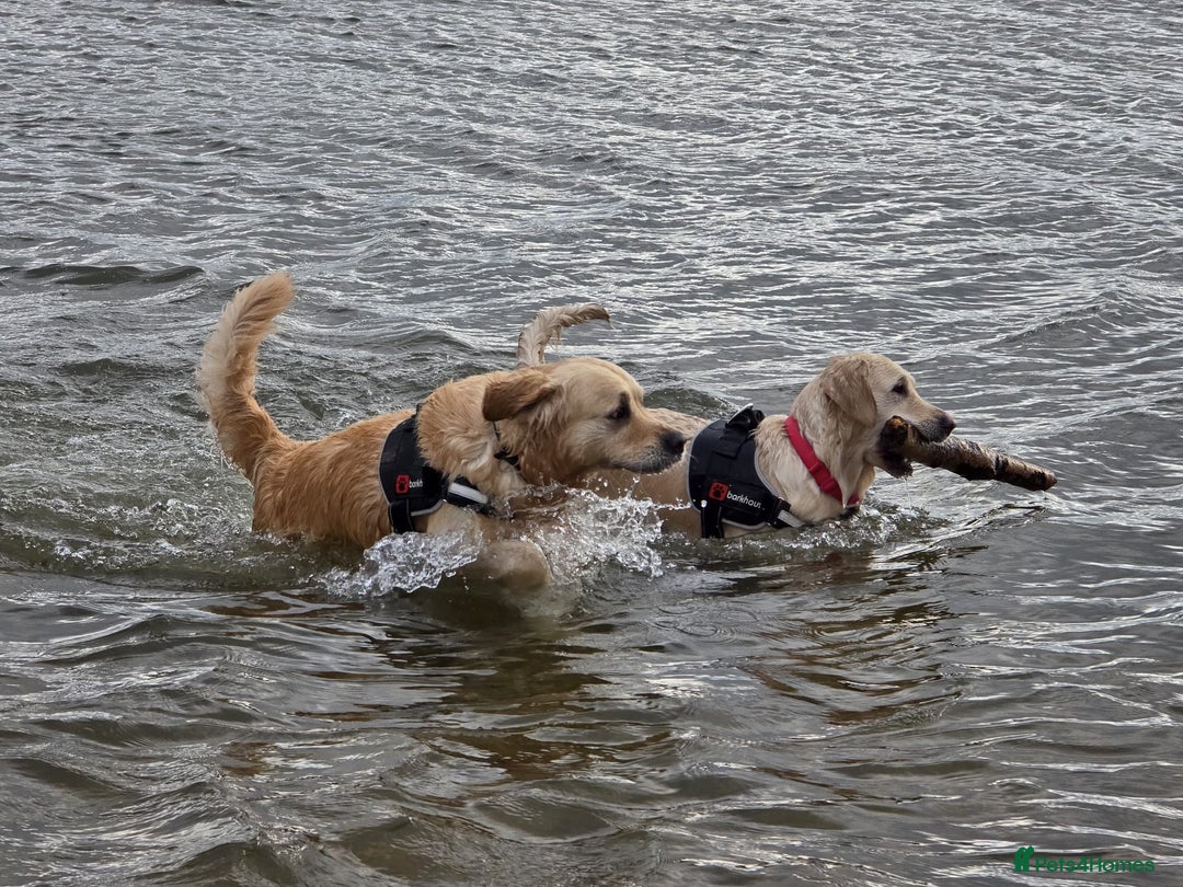Golden Retriever dogs for sale: 🐾 Golden Retriever Puppies – Ready in December 🐾 - Image 21