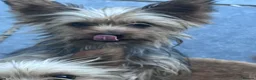 Yorkshire Terrier dogs for sale: Yorkshire terrier puppies - Advert 7