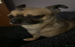 Chug dogs for stud: Handsome boy for stud - Image 2