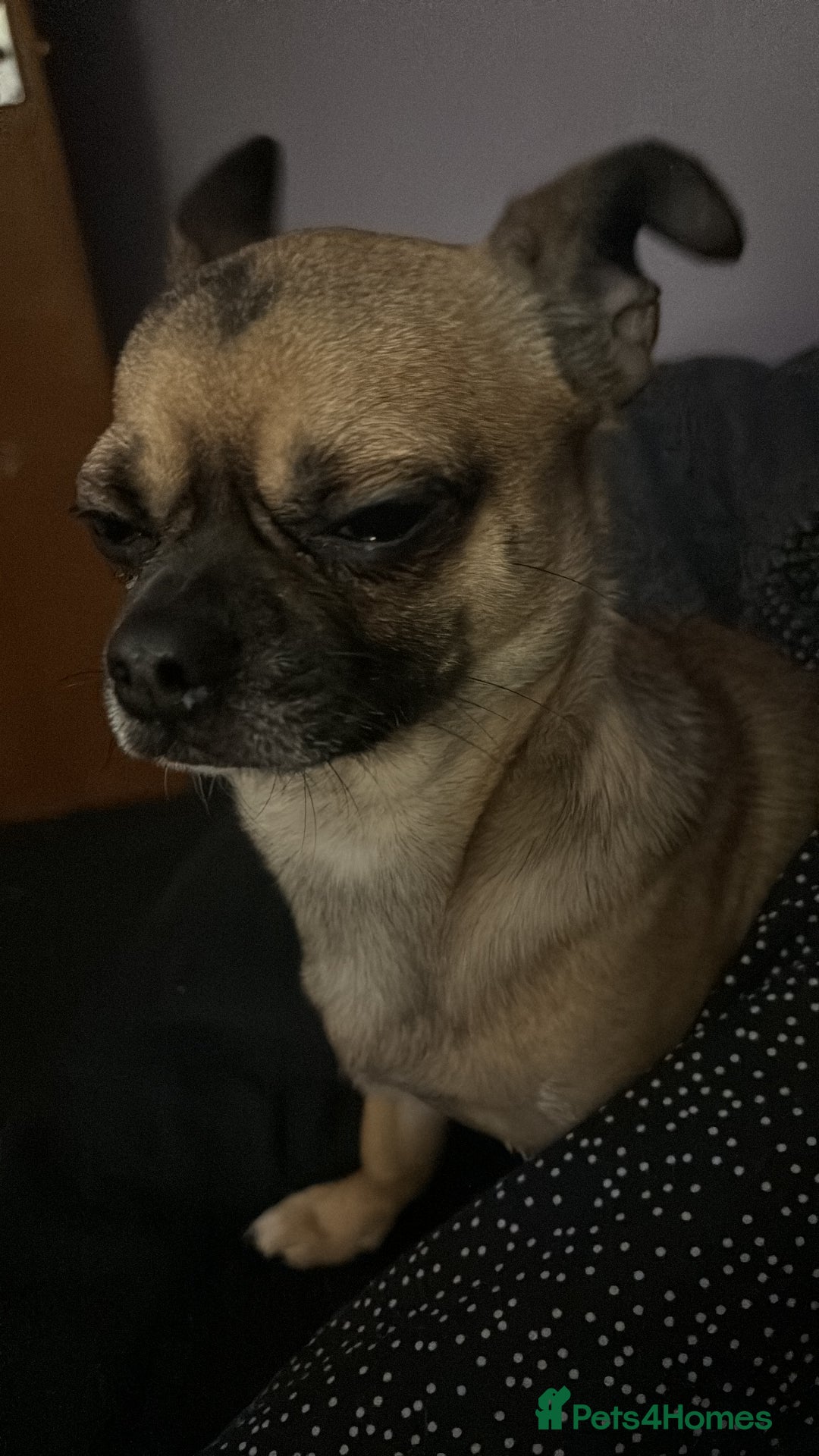 Chug dogs for stud: Handsome boy for stud - Image 2
