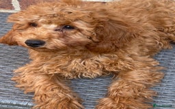 Maltipoo dogs for sale: Extensively DNA tested clear maltipoos - Image 6