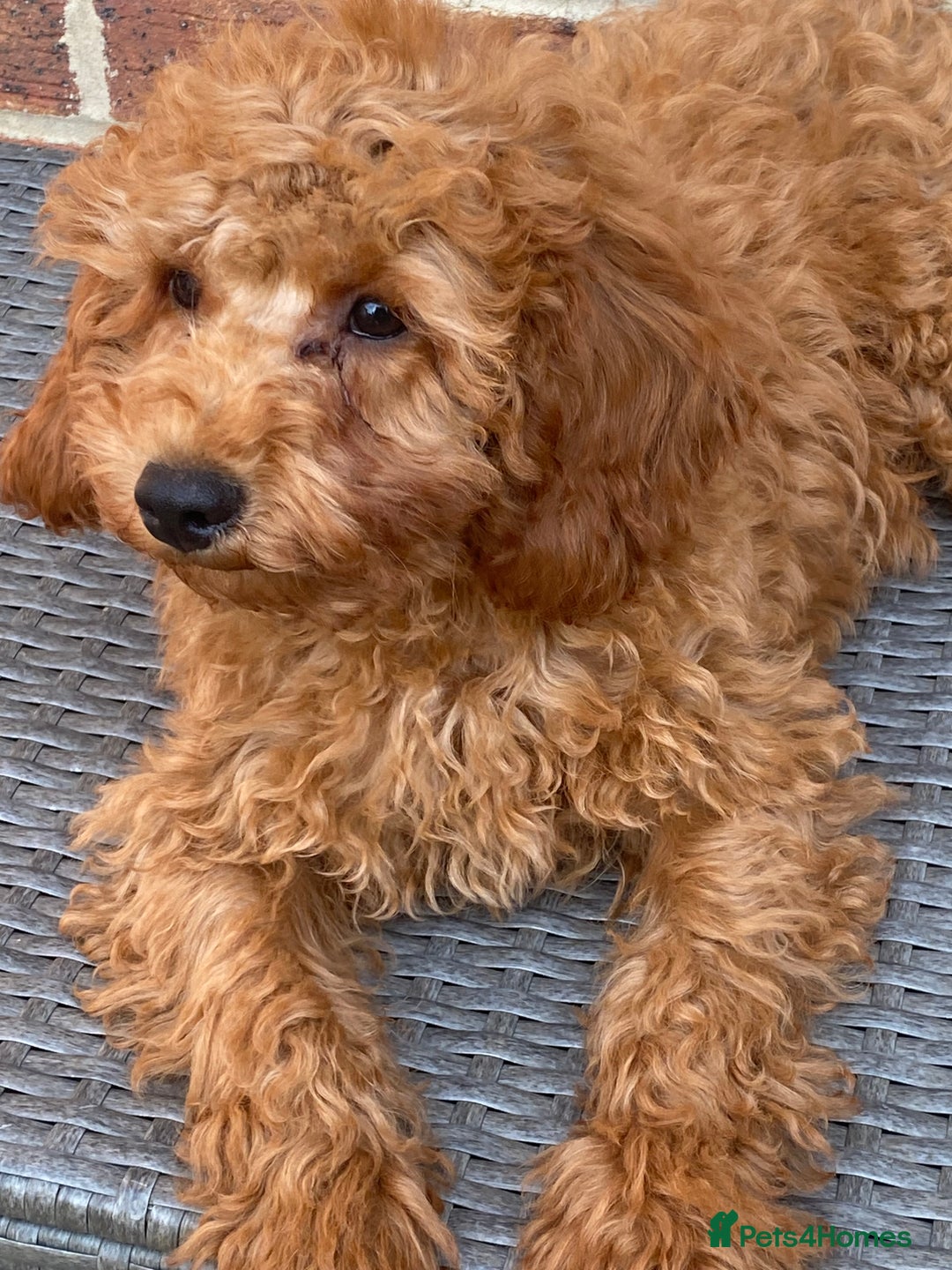 Maltipoo dogs for sale: Extensively DNA tested clear maltipoos - Image 6