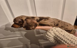 Miniature Dachshund dogs for sale: miniature daschund from £1200 - £1000 - Image 14
