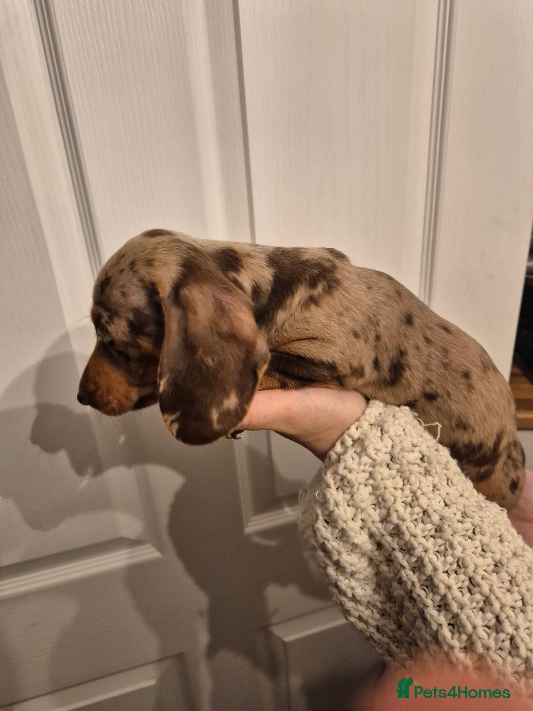 Miniature Dachshund dogs for sale: miniature daschund from £1200 - £1000 - Image 14