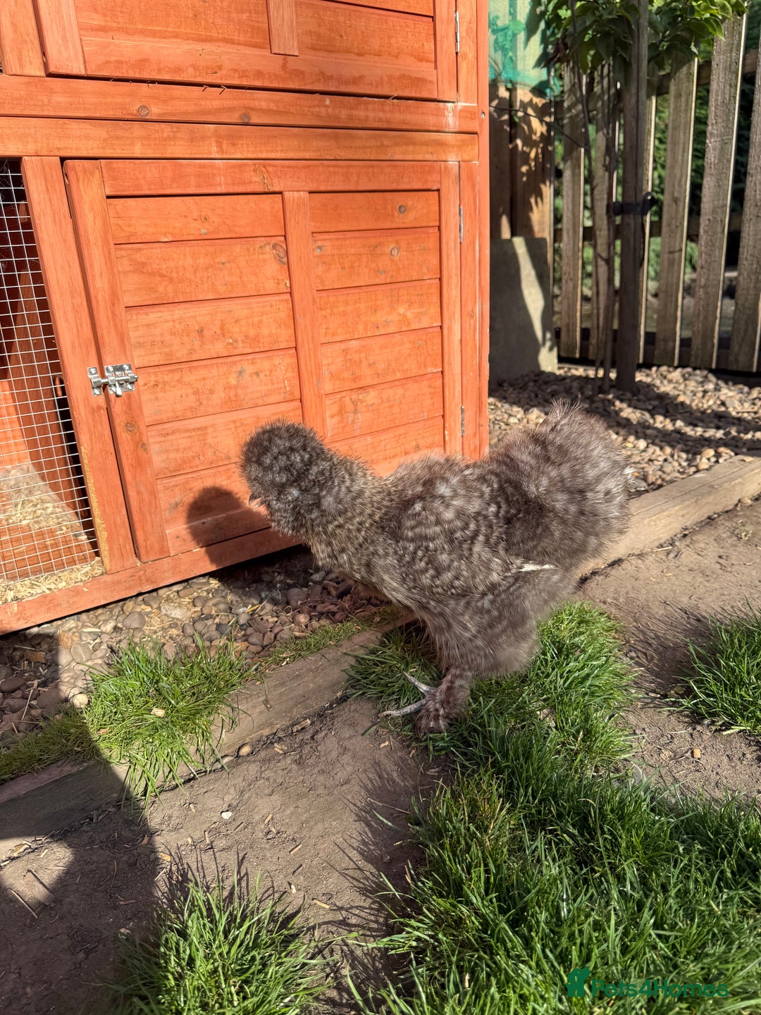 Chickens poultry for sale: Silkie Chicks Available - Image 6