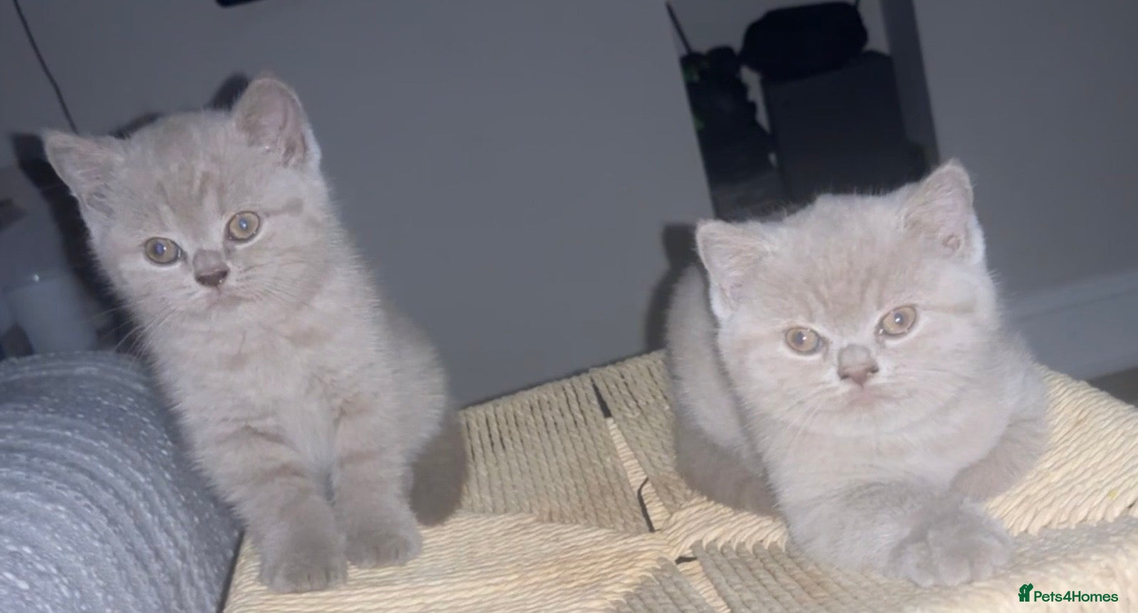 British Shorthair cats 2X female lilac BSH / GCCF registered  - Advert 1