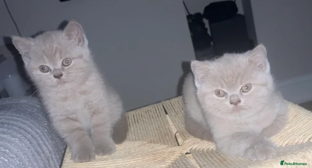 British Shorthair cats for sale: 2X female lilac BSH / GCCF registered  in Sheffield - Advert 1