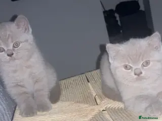 British Shorthair cats 2X female lilac BSH / GCCF registered - Advert 1