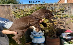 Cocker Spaniel dogs for sale: Cocker spaniel puppies  - Image 10