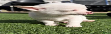 Pomchi 4