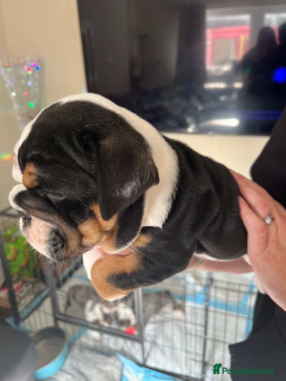 English Bulldog dogs for sale: We have 3 beautiful Bulldog girls  - Image 16