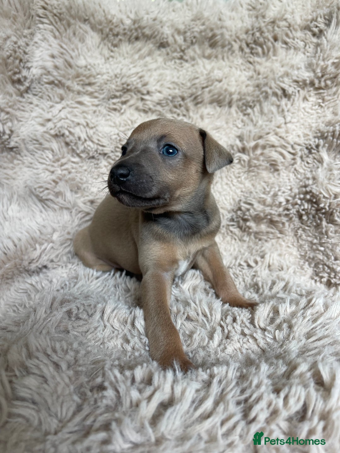 Mixed Breed dogs for sale: 3/4 Italian greyhound puppies  - Image 17