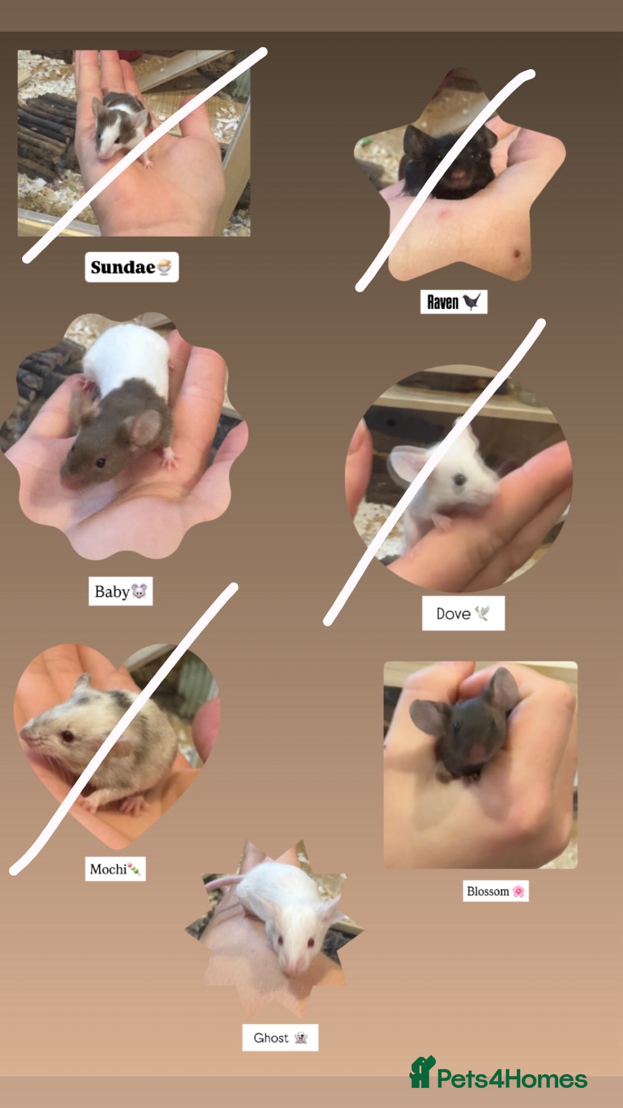 Mouse rodents 3  mice in need of a knowledgable home  - Advert 4