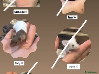 Mouse rodents 3 mice in need of a knowledgable home - Advert 4