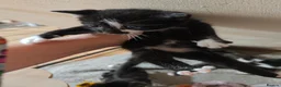 Mixed Breed cats for sale: tabby kittens  - Advert 6
