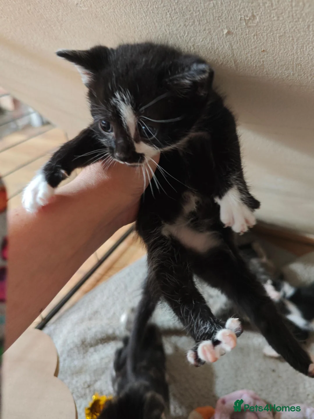 Mixed Breed cats for sale: tabby kittens  - Advert 6