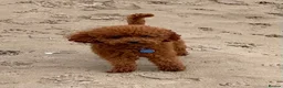 Toy Poodle dogs for stud: Two KC Reg Stud Boys in Burry Port - Advert 2