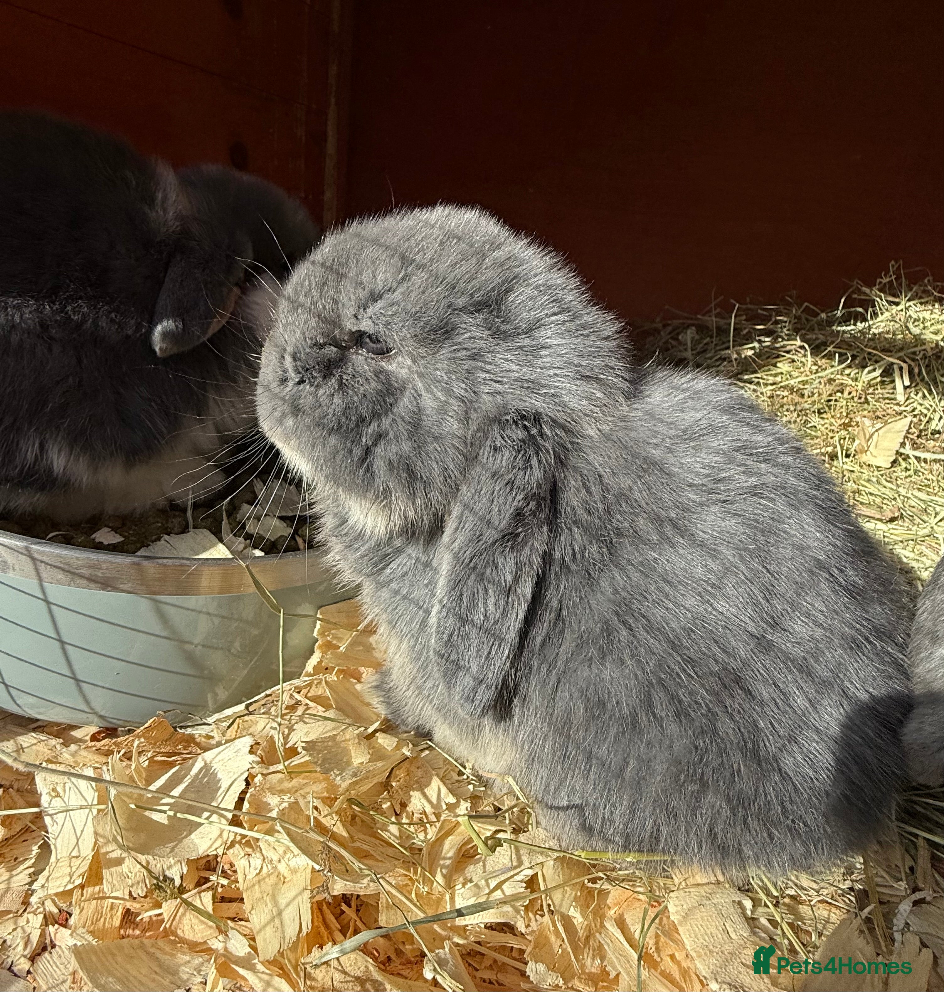 French Lop rabbits Stunning French lops available 23rd march  - Advert 14