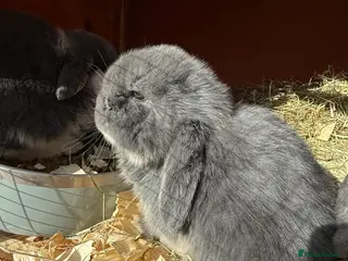 French Lop rabbits Stunning French lops available 23rd march - Advert 14