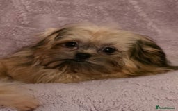Mixed Breed dogs for sale: TINY IMPERIAL SHITZU X POMERANIAN  - Image 7