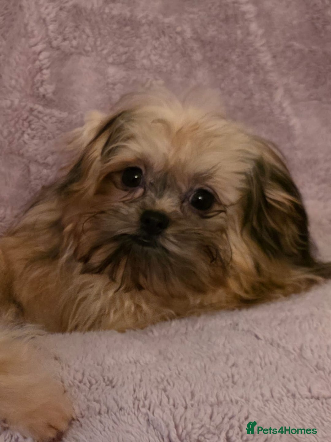 Mixed Breed dogs for sale: TINY IMPERIAL SHITZU X POMERANIAN  - Image 7