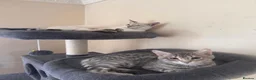 Bengal cats for sale: Bengal kittens  - Advert 8