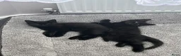 British Shorthair cats for sale: British shorthair kittens  - Advert 2