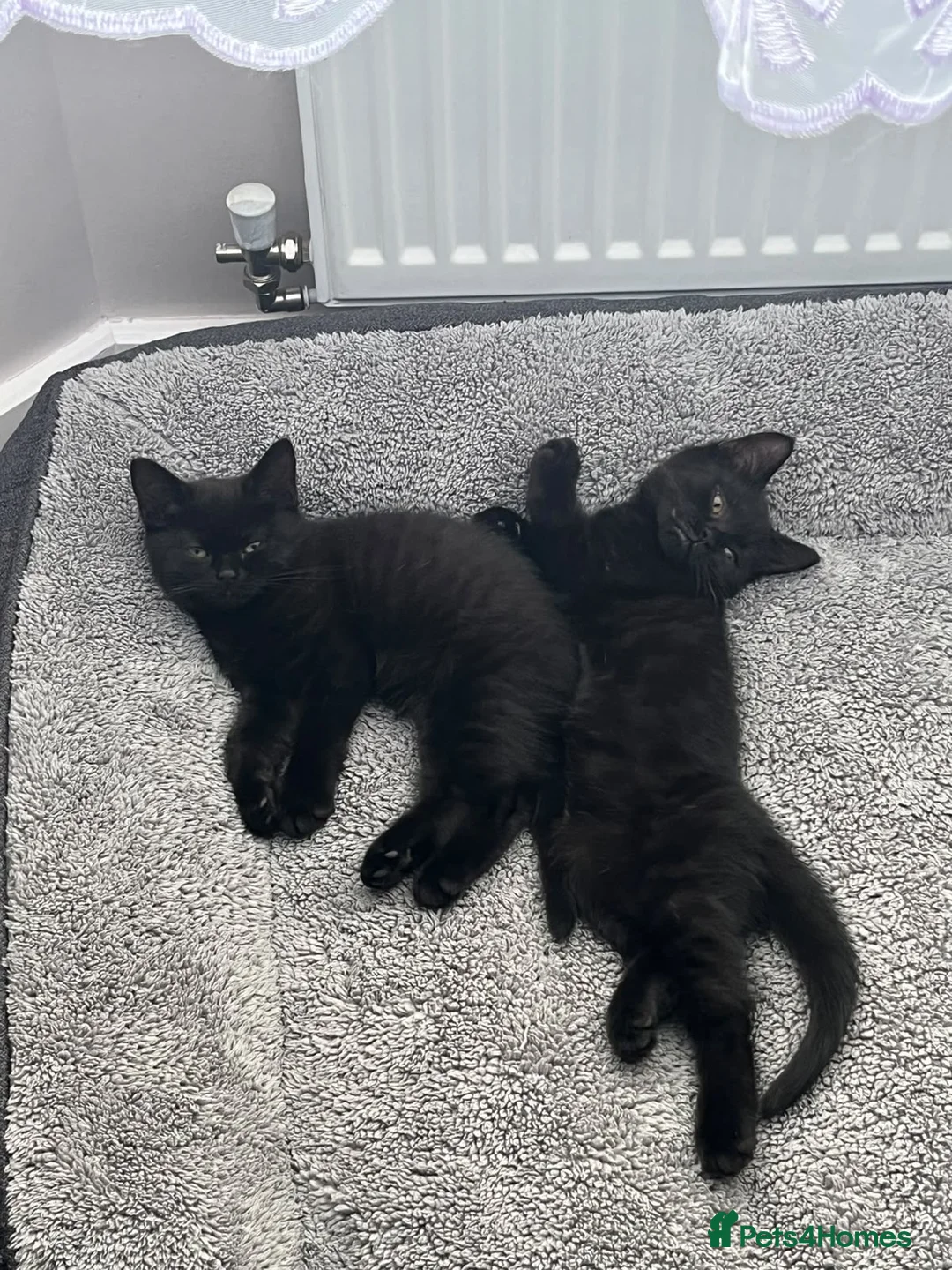British Shorthair cats for sale: British shorthair kittens  - Advert 2