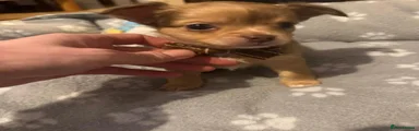 Chihuahua 1