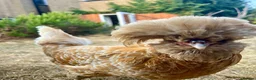Chickens poultry for sale: Free - Two hens - Poland and Faverolle - Advert 1