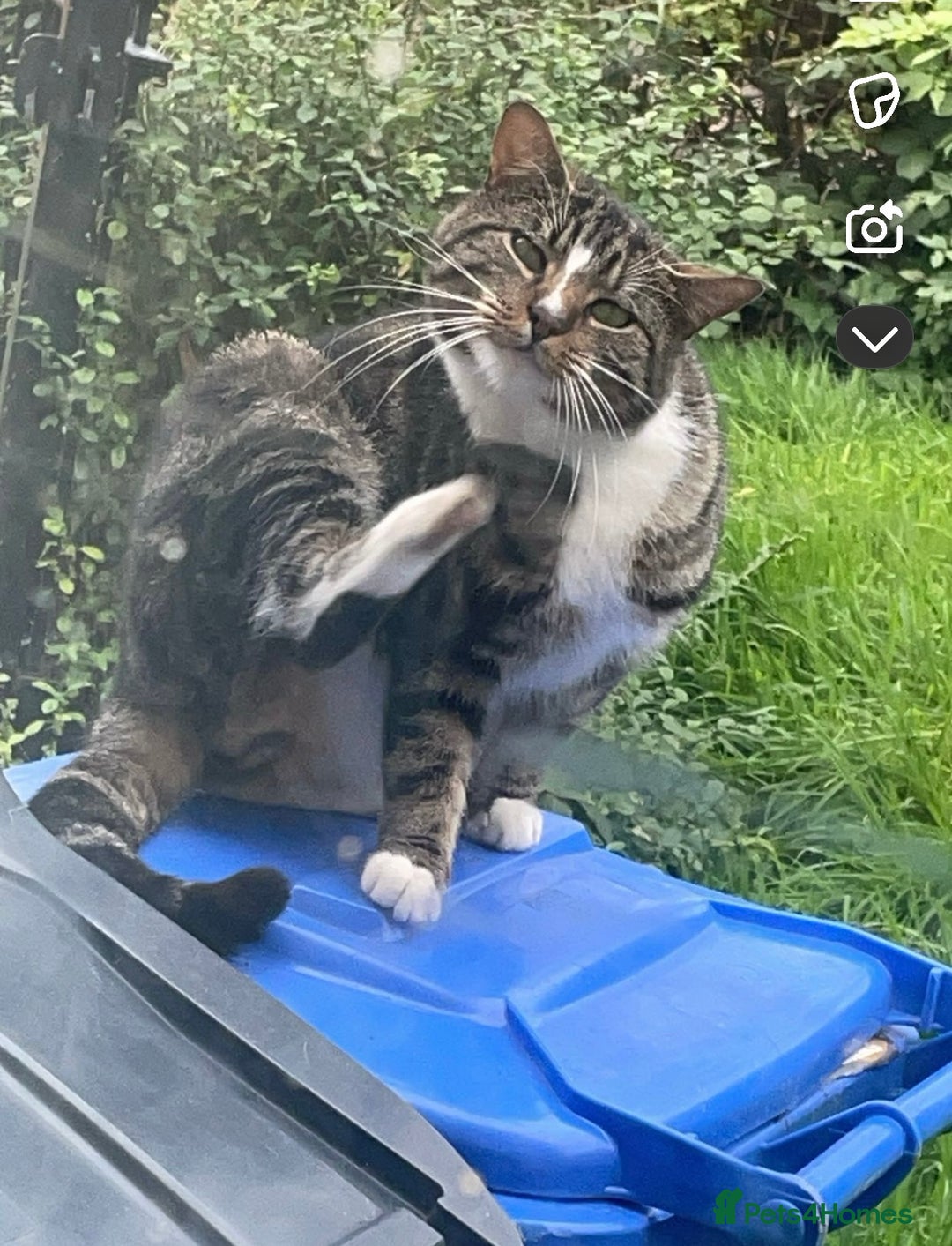 Mixed Breed cats for sale: Make cats looking for their new forever home - Image 2