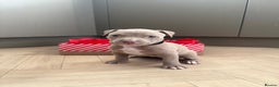 American Bully dogs for sale: 8 gorgeous American Bully pups 🐶 - Advert 3