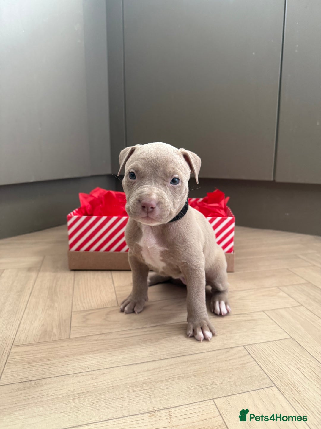 American Bully dogs for sale: 8 gorgeous American Bully pups 🐶 - Advert 3